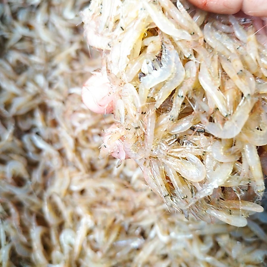 Udang Rebon Kecil Segar 1KG