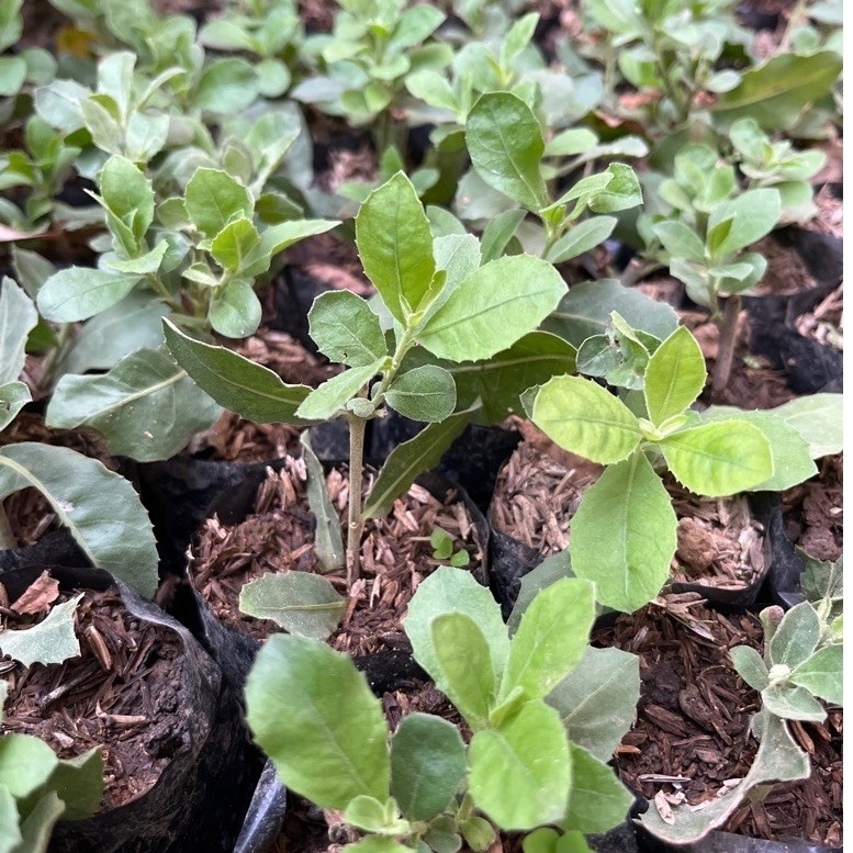 Bibit Daun Luntas / Herbal Daun Luntas