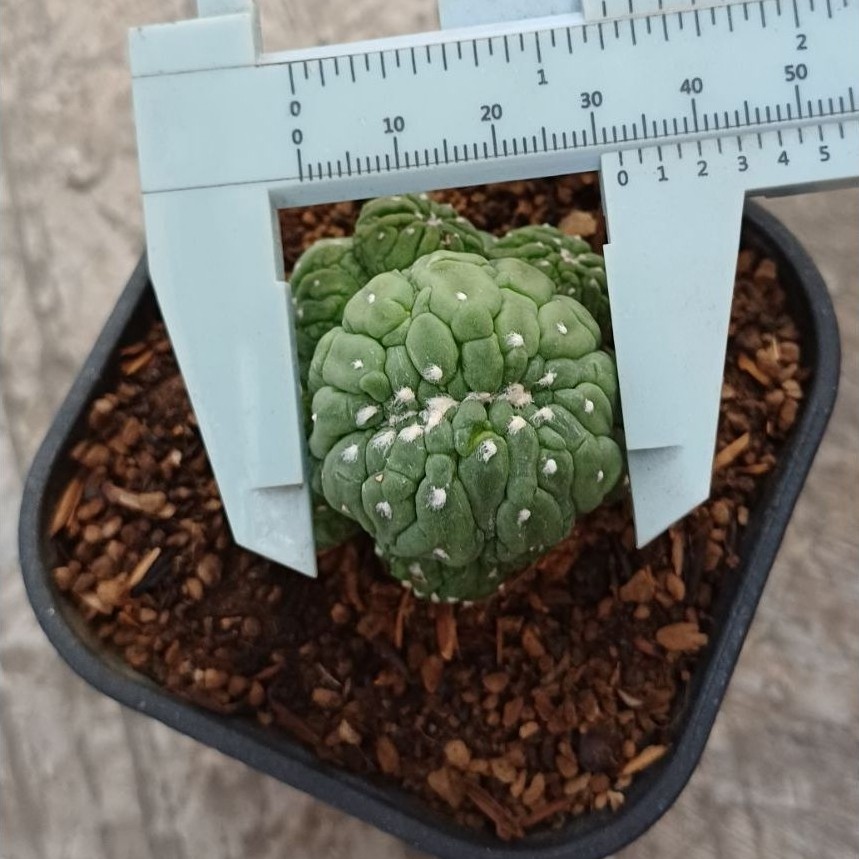 Astro Kikko Lizard Skin Cristata Cluster