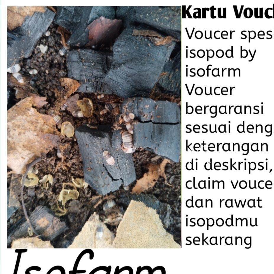 Voucher isopod Cubaris White Shark (dwarf isopod)