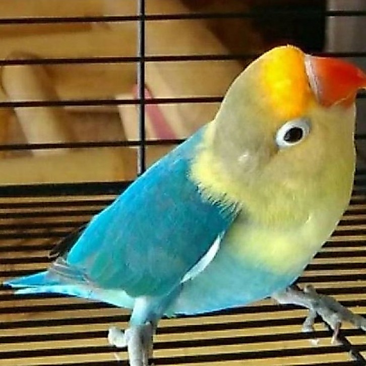lovebird biola PB pilihan rawatan