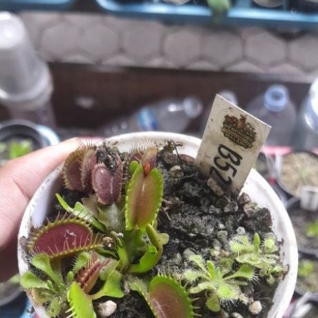 Paket 50 bibit Venus flytrap b52 beserta 1 indukan