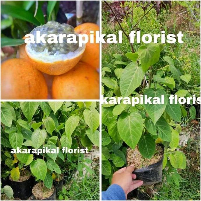 Bibit Tanaman Buah Markisa Konyal (Asli Konyal) pasi buah negeri konyal