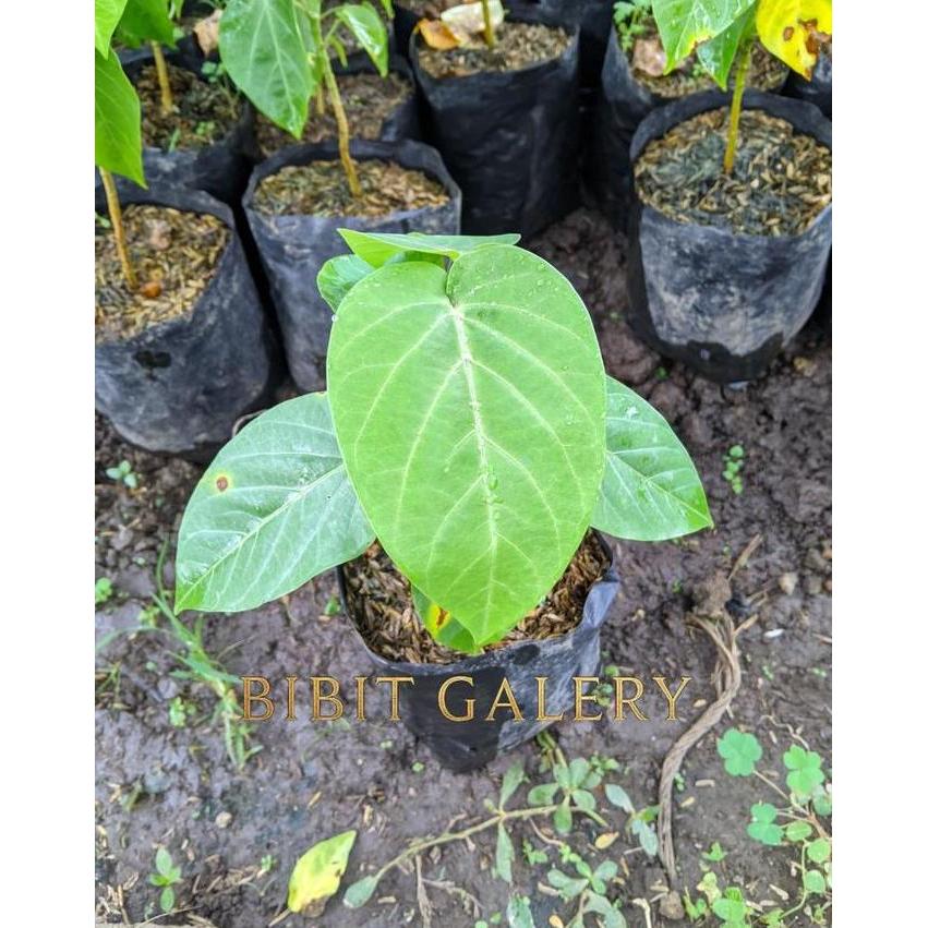 Bibit Tanaman Buah Markisa Konyal - Bibit buah markisa konyal manis - Bibit Galery pasi buah negeri 