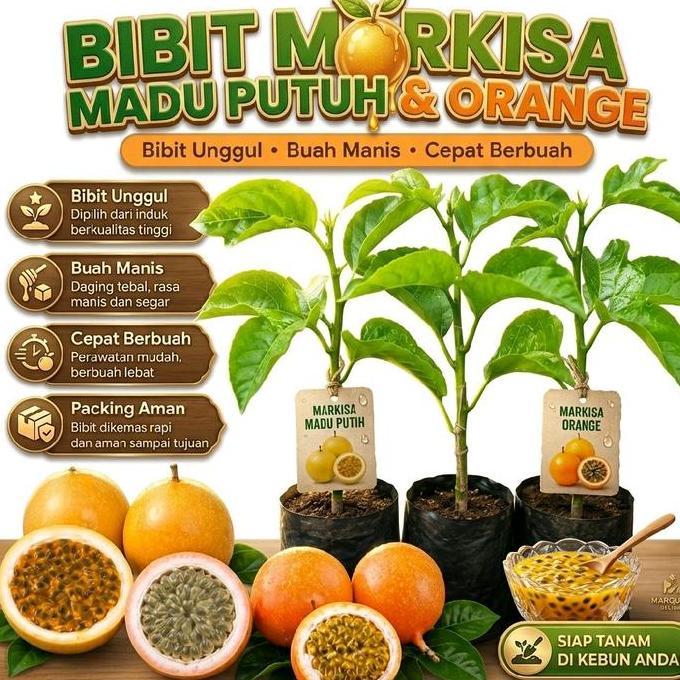 BIBIT MARKISA MADU KUNING DAN MADU PUTIH BUAH KAYA MANFAAT pasi buah negeri konyal