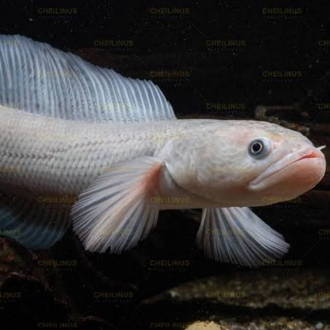 (joo aquatic fish) asiatica leucistic bergaransi 100%