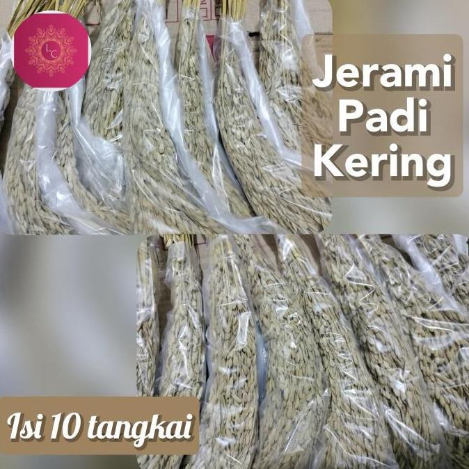 PADI KERING GABAH 10 TANGKAI