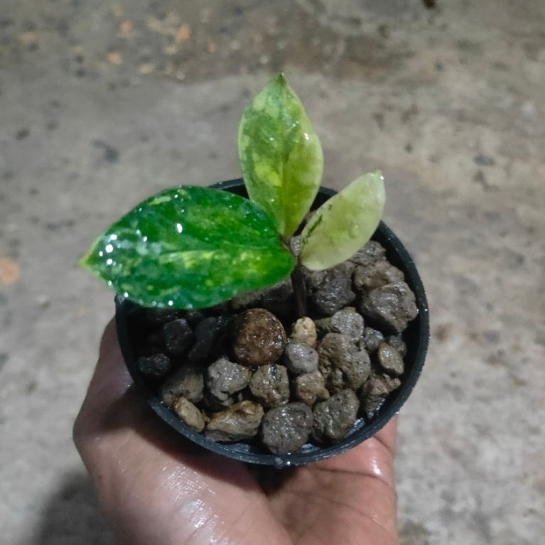 zamia dolar varigata putih