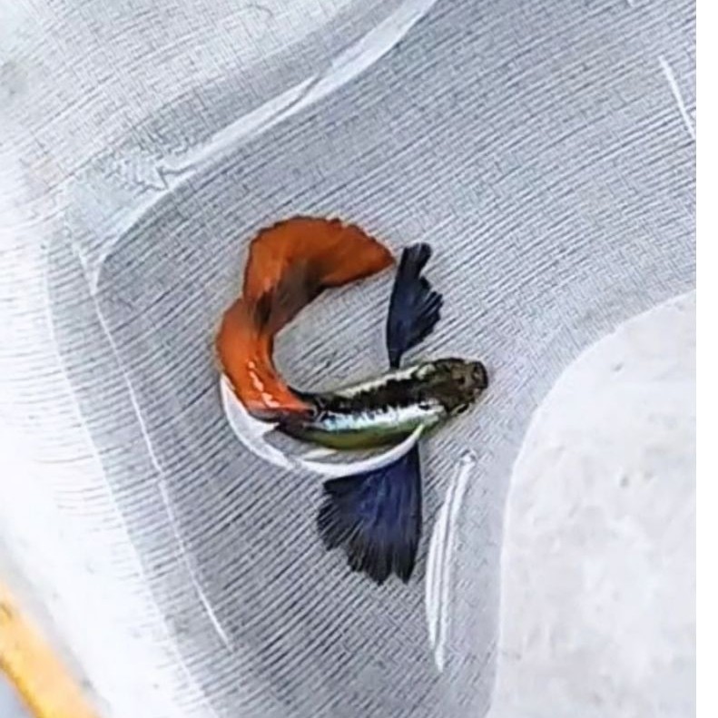 Dekorasi Aquarium Guppy PRTDE Grade A