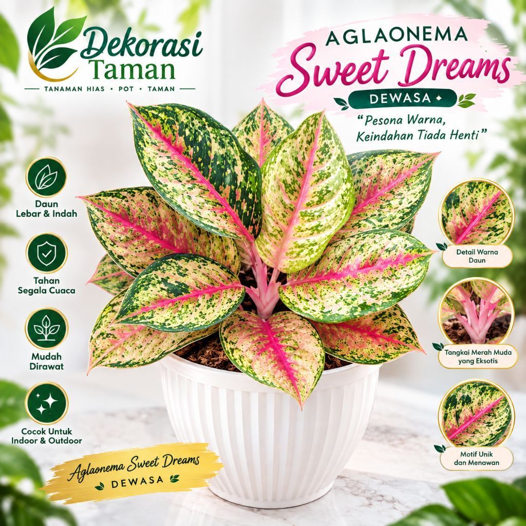 Aglonema sweet dreams Dewasa - Tanaman Hias aglonema - aglonema hidup tanaman hias - sweet dream dew