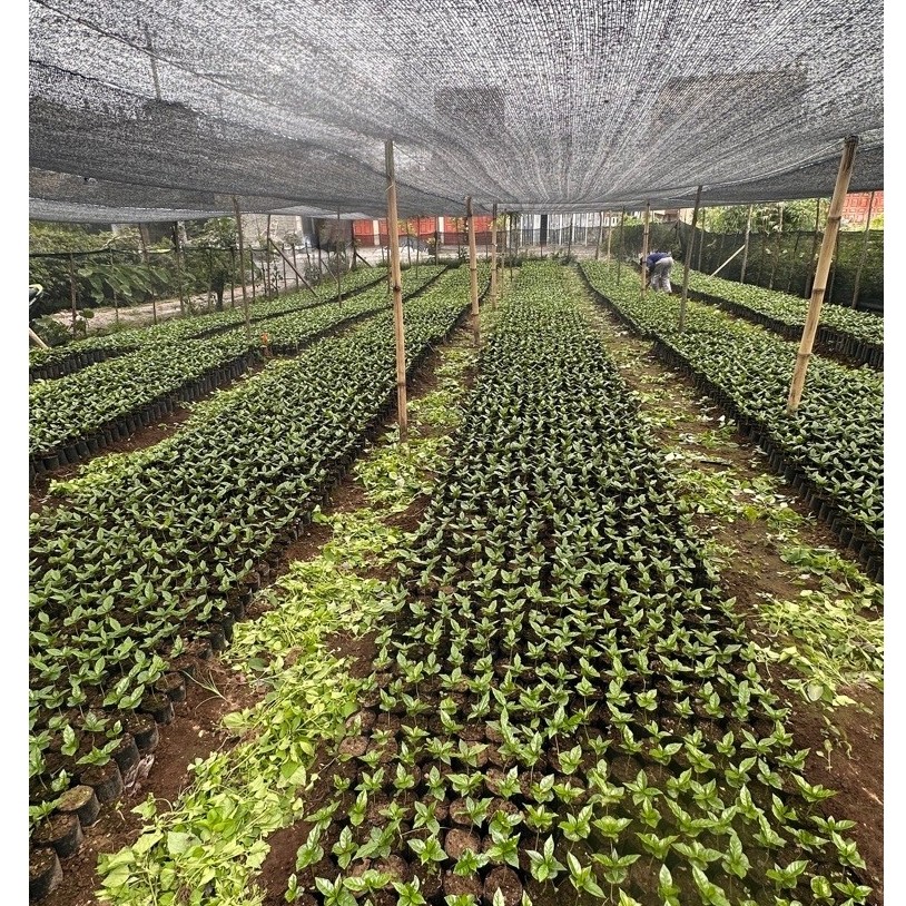 Bibit kopi gayo arabika berkualitas