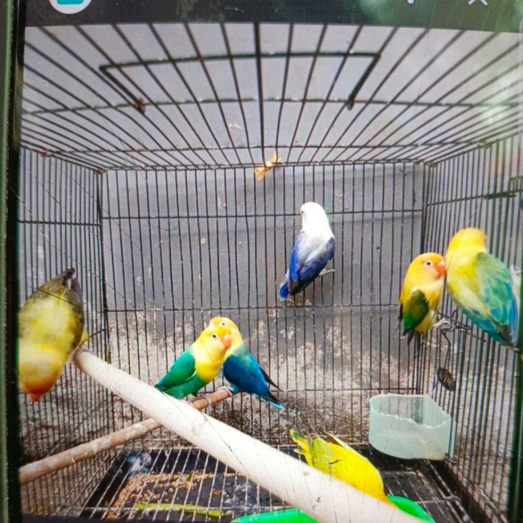 Lovebird Biola