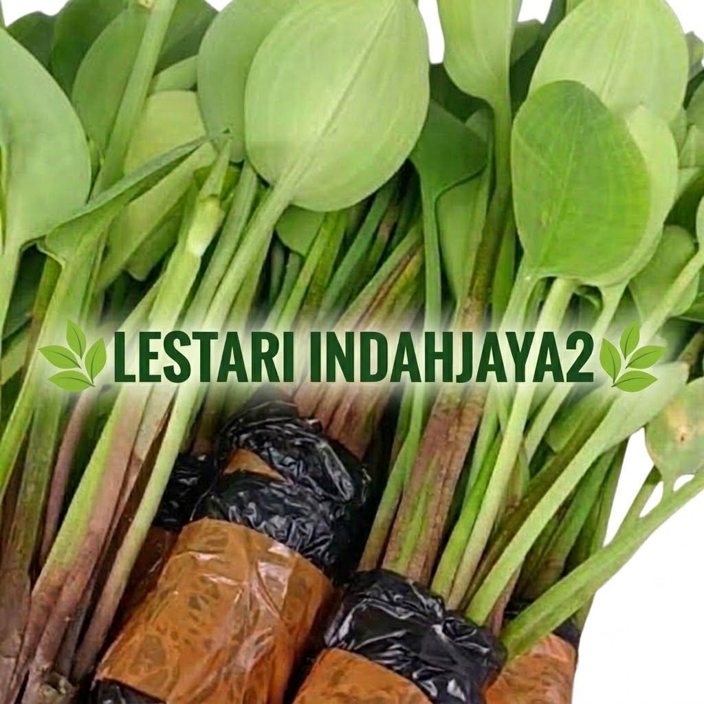 Bibit Genjer Sayur Manis | Sayuran Genjer Sawah Manis