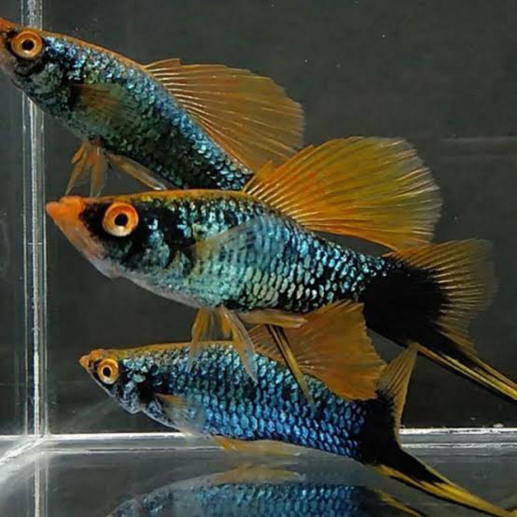 platy hamburg perhiasan aquarium dan aquascape