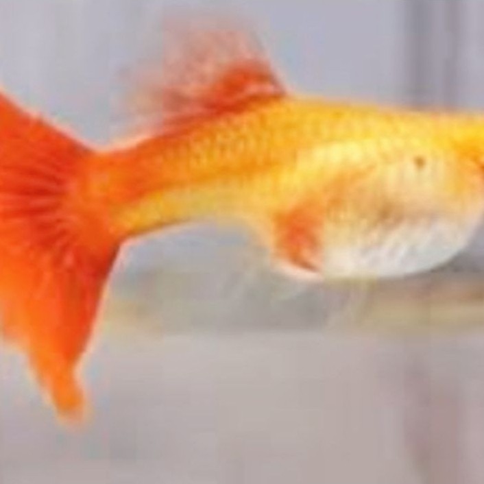 Guppy betina AFR
