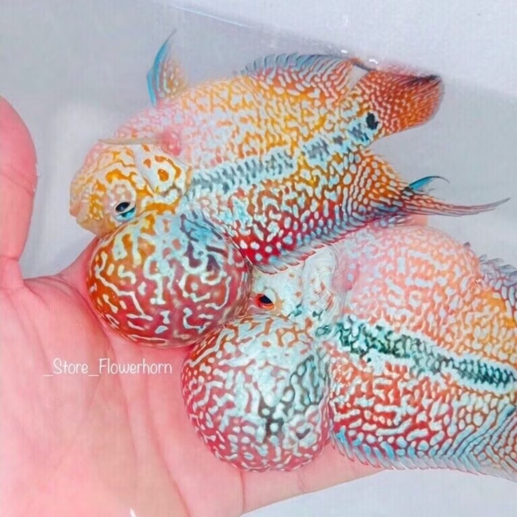 Burayak Baby Louhan SRD Super Red Dragon 4-6cm