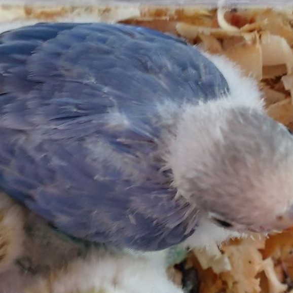lovebird Biola Violet
