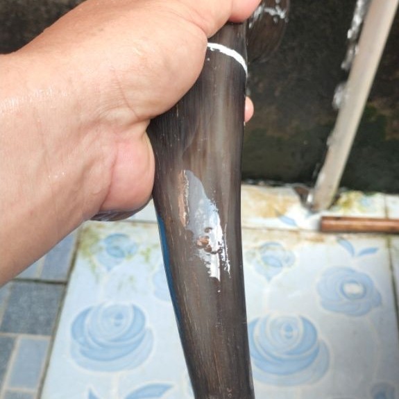 tanduk kerbau katila super padat 25-29 cm