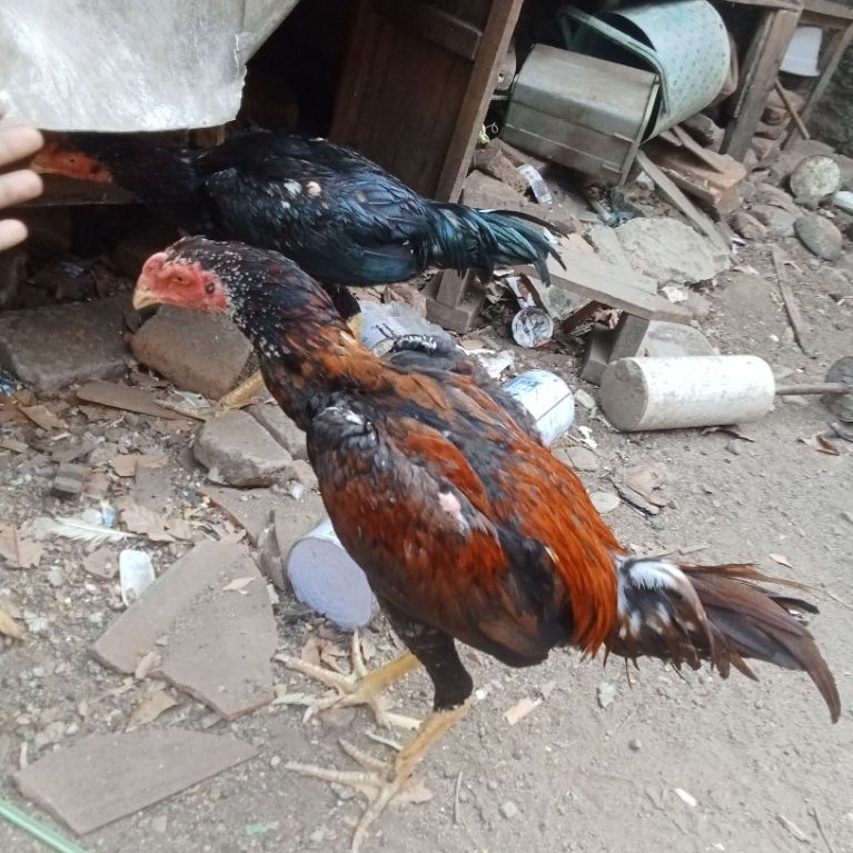 Bangkok selatan x pakoy drumbend