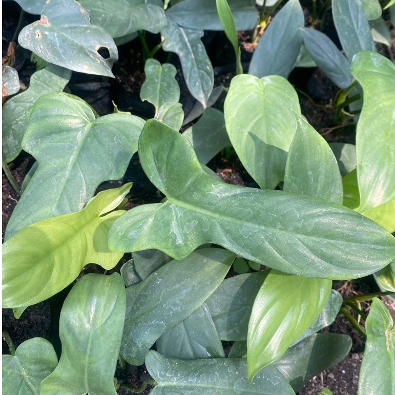 PHILO FLORIDA GREEN