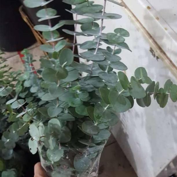 Flower- Daun Eucalyptus Segar Silver Dollar Import
