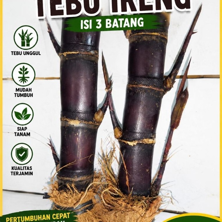 3 batang Bibit tebu ireng tebu hitam obat herbal serba guna