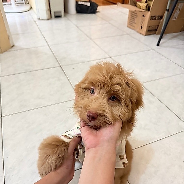Anjing Maltipo Jantan 3 bulan Red Nose Mata Coklat
