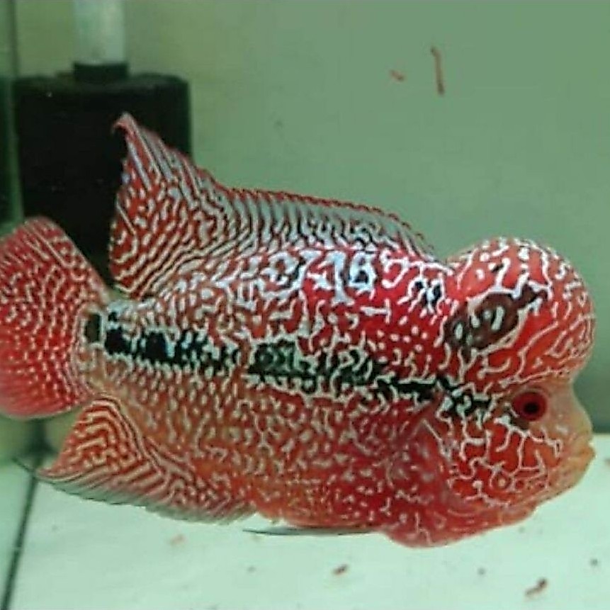 Louhan Red Monkey Size 7cm