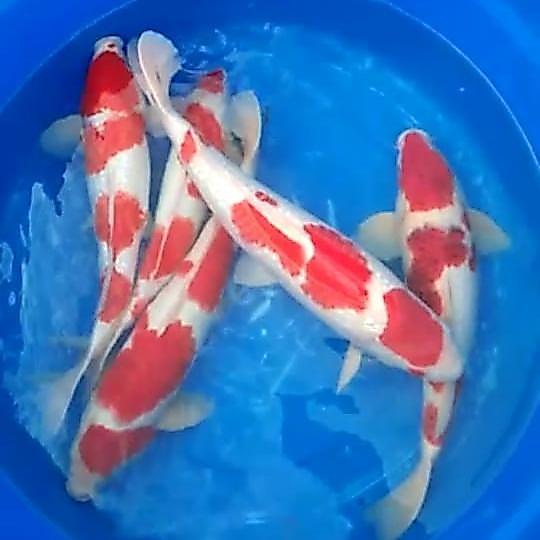 Ikan Koi 50Cm Indukan Jumbo Premium Terbaru 