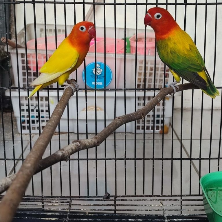 Lovebird biola gold ewing x Lutino MH