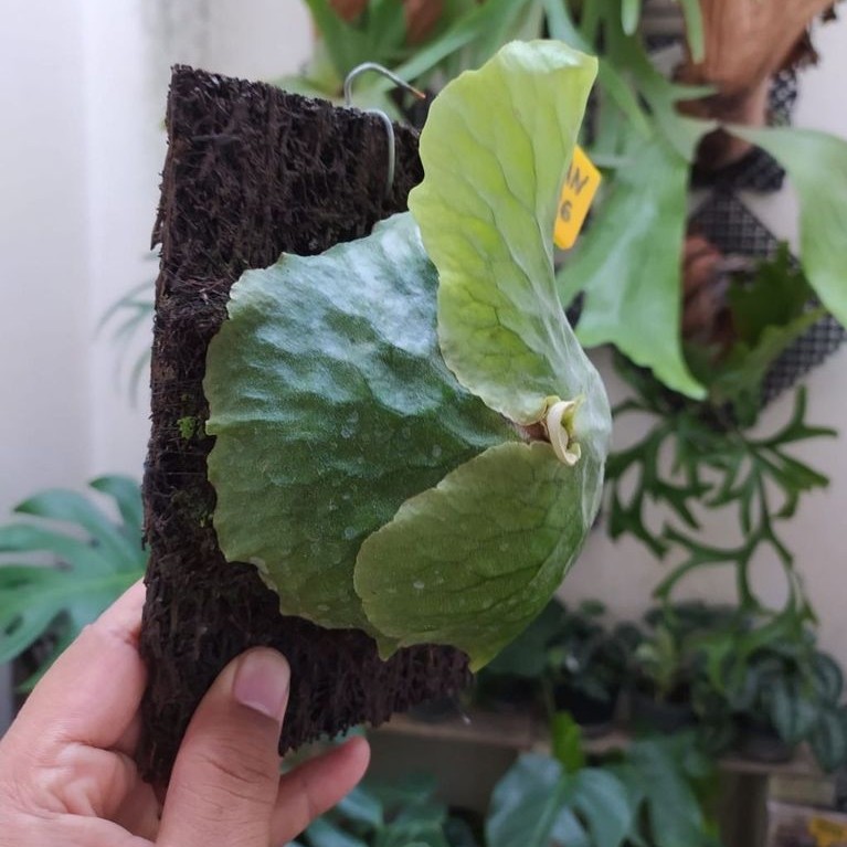 Platycerium Erawan - Split 19.04.2026