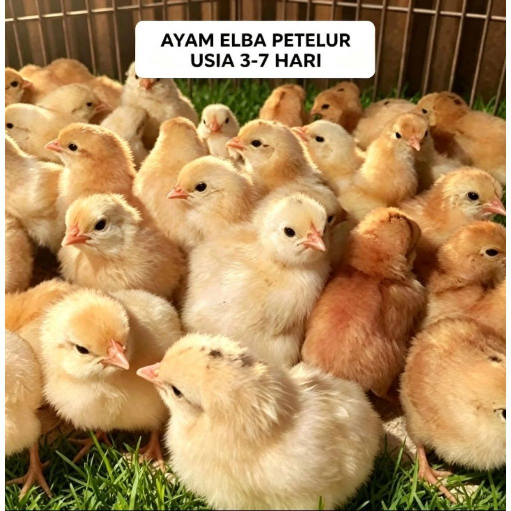 Doc ayam elba petelur terdekat bibit anak ayam siap bertelur 017