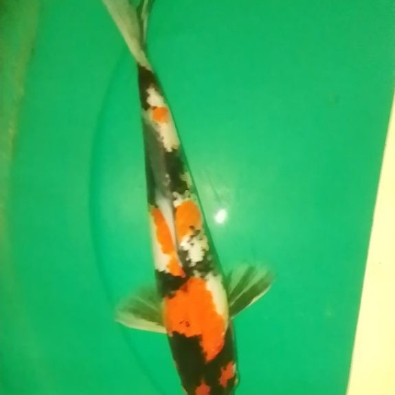 Ikan koi jenis SHOWA 30cm Pola Warna Strong