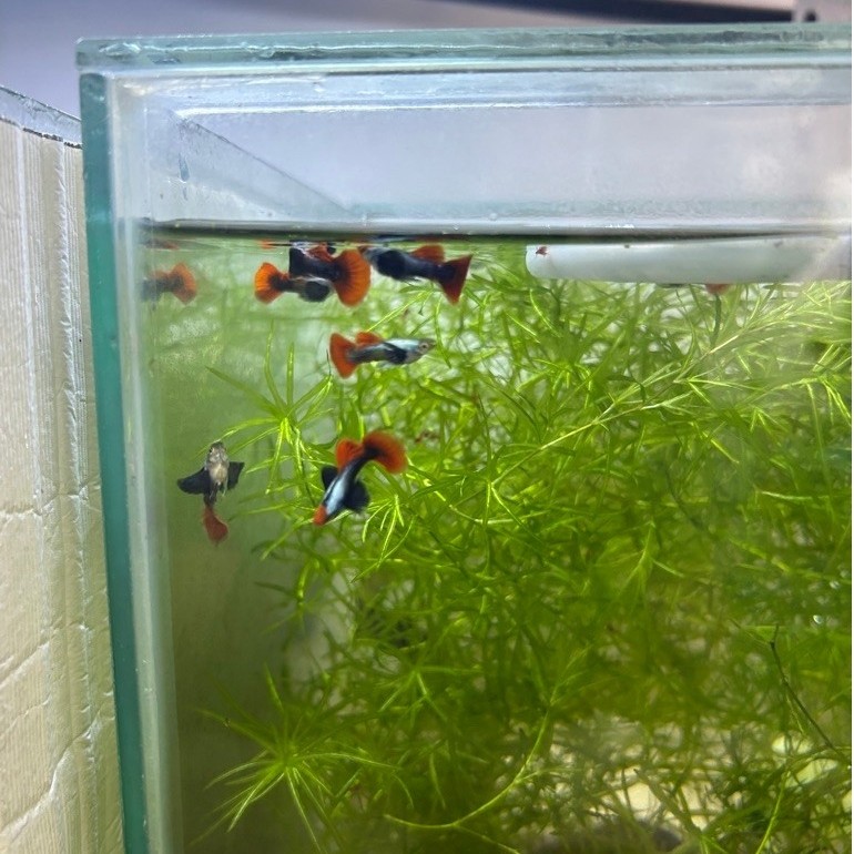 Aksesoris Hiasan Aquascape PRTDE GRADE A