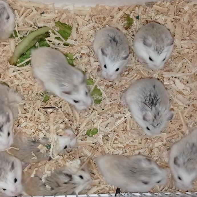 HAMSTER ROBOROVSKI WHITE FACE