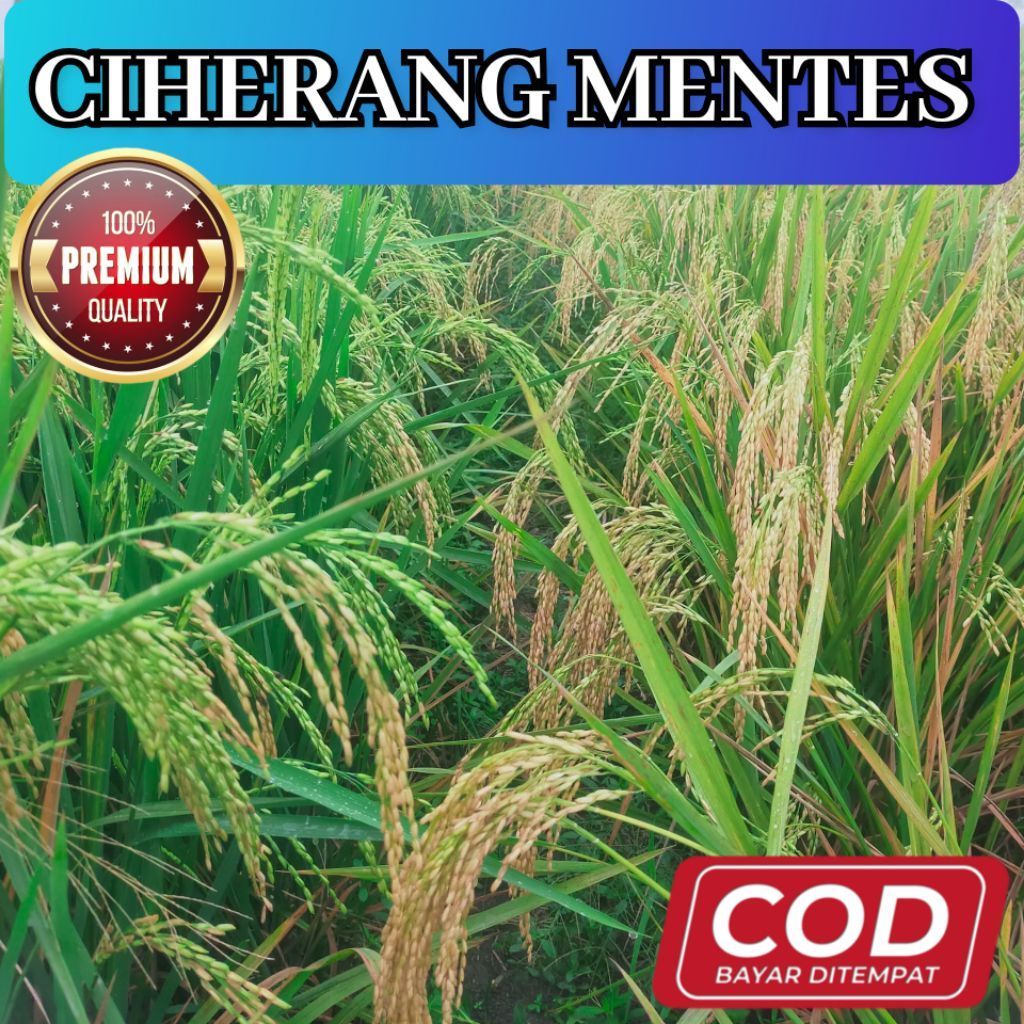 Bisa COD Bibit Benih Padi Unggul Ciherang Mentes Asli Original Berkualitas Super Unggul Potensi Hasi