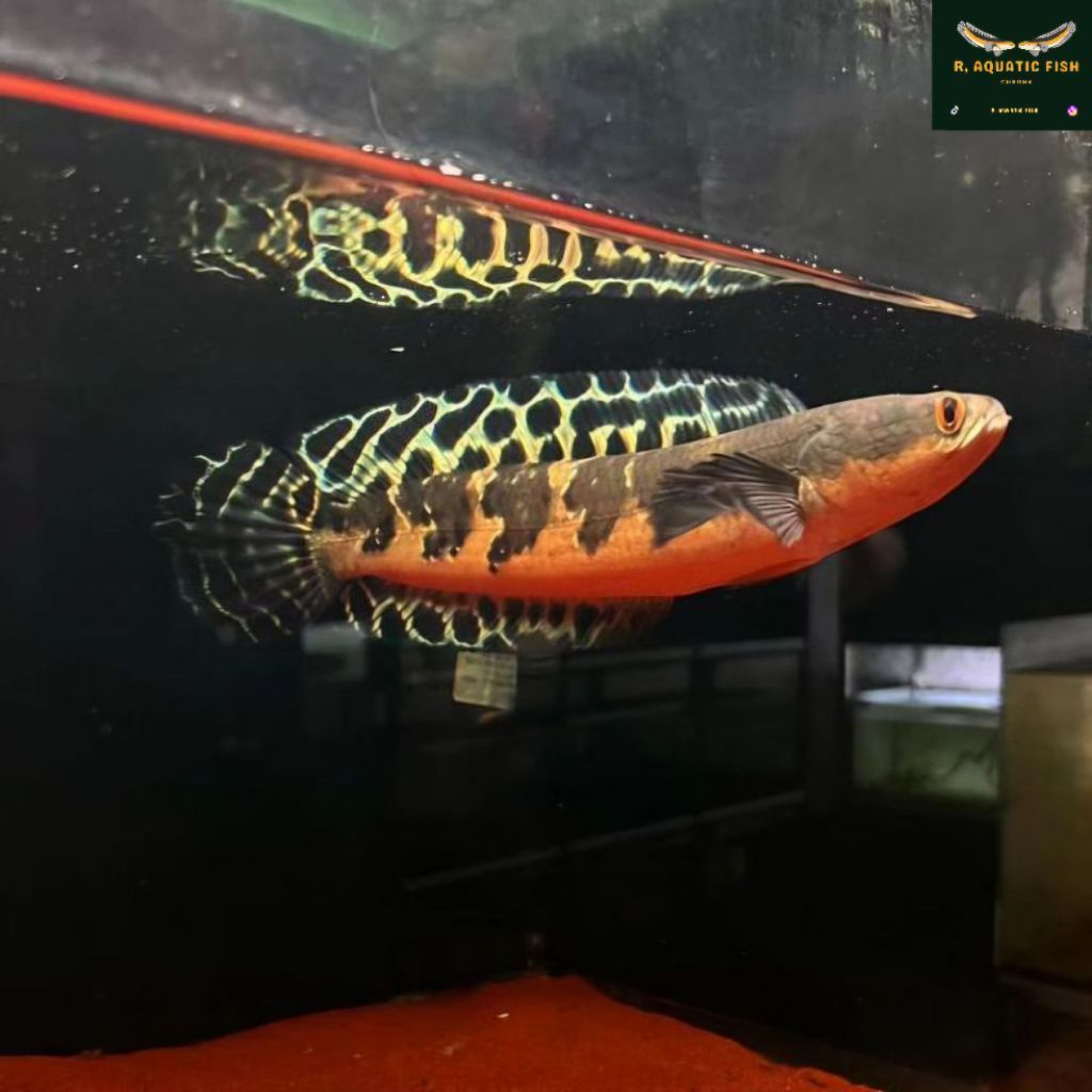 Ikan Channa Maru Yellow Sentarum Batik Progresan Size Big 20-25 Cm. Garansi 100% + COD