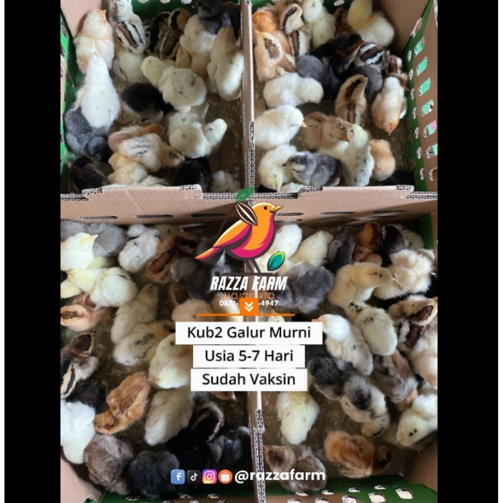 Doc Kub 2 galur murni sudah vaksin ndib