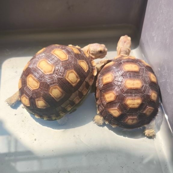 pakan sulcata/pelet sulcata 7,5-8cm/High Dome & Smooth