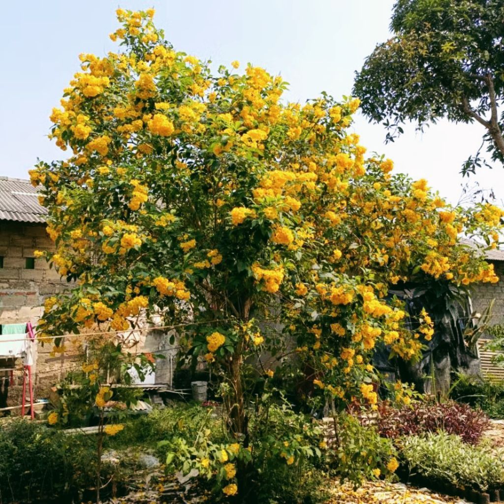 Bibit Bunga Tecoma Kuning - Tecomaria 20 - 30cm