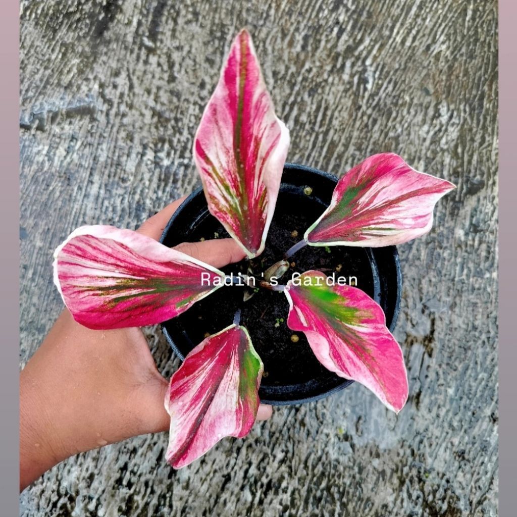 Caladium Keladi Venera