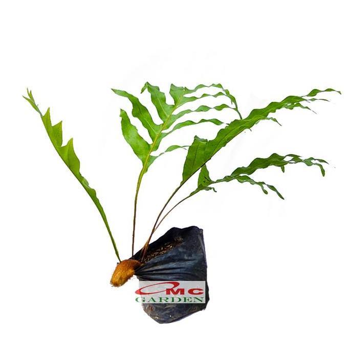 Promo Kadaka Tanduk Rusa Pakis Paku Bintang Biru Blue Star Fern Tanaman D35 Diskon