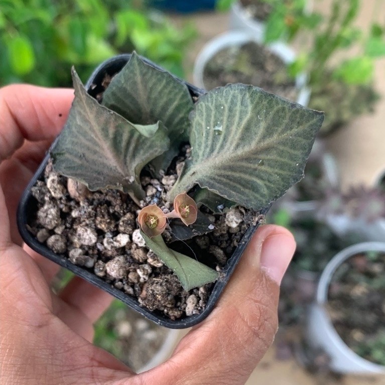 Euphorbia Francoisii Maple hybrid Franchoisi Franchoisii Mapple Sukulen tanaman hias hidup gurun bun