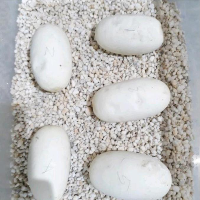 Perlite, media penetasan telur, ular, gecko, import, inkubator