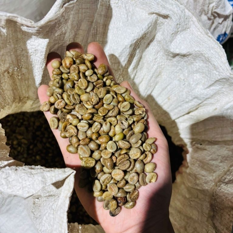 greenbean robusta asalan grade A jawa temgah