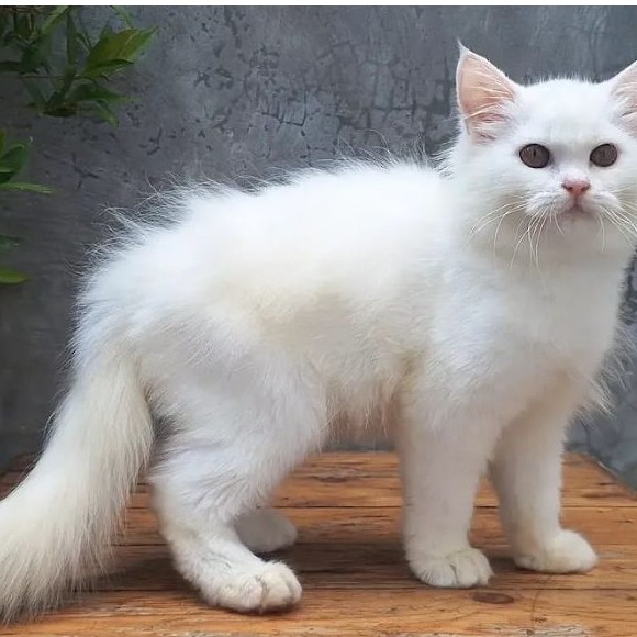 KUCING PERSIA JANTAN 3 BULAN PUTIH