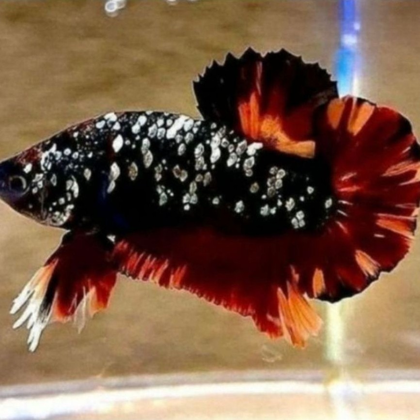 Ikan Cupang Avatar Nemo Gordon dan Cover Premium dengan Mutasi Warna Menawan