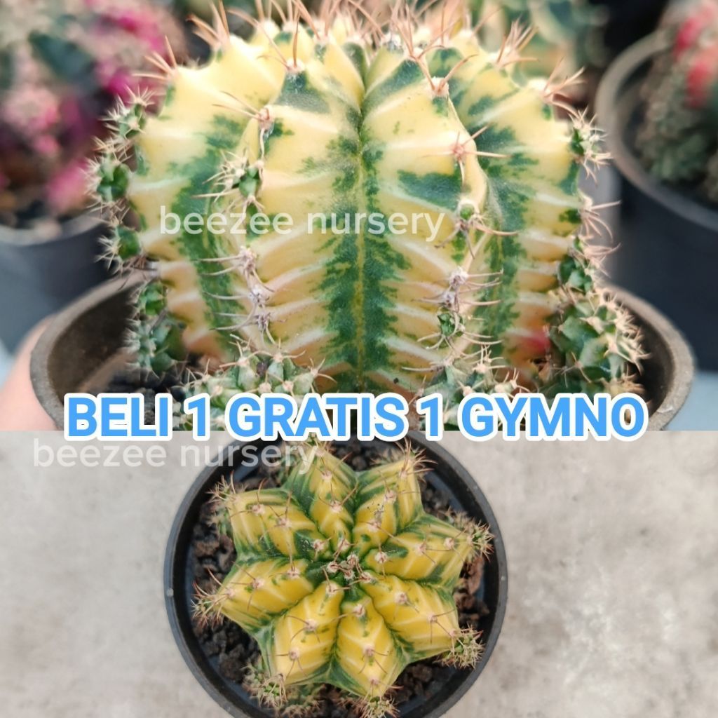 Kaktus gymno miha taiwan clone