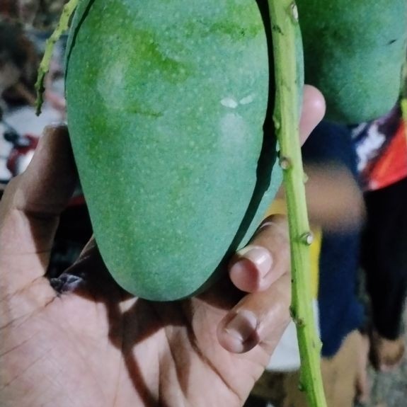 mangga gadung