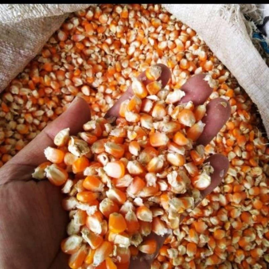 Jagung pipil kering